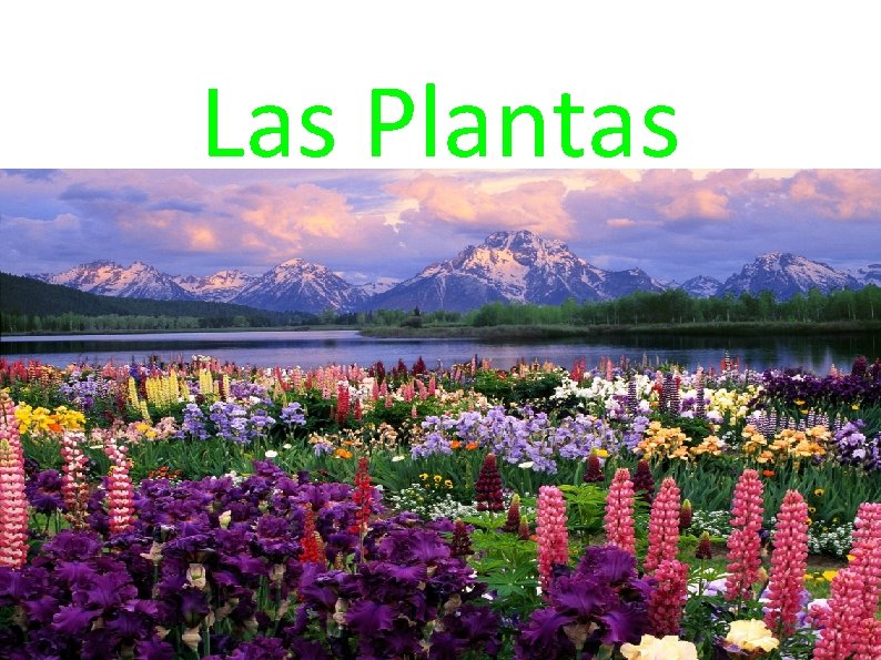 Las Plantas 