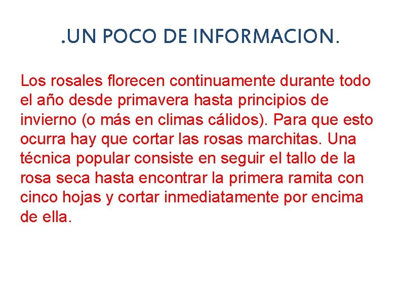 . UN POCO DE INFORMACION. Los rosales florecen continuamente durante todo el año desde