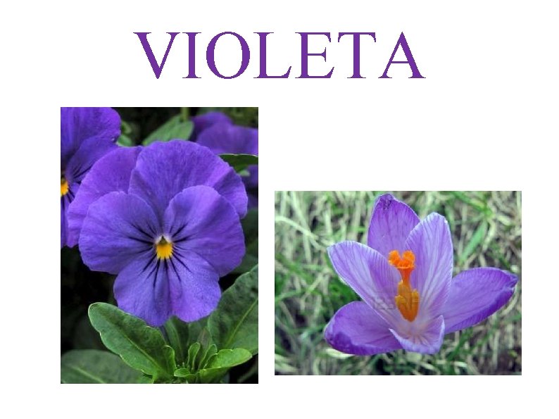 VIOLETA 