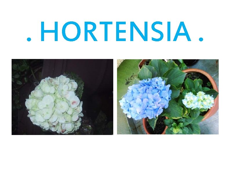 . HORTENSIA. 
