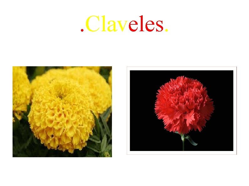 . Claveles. 