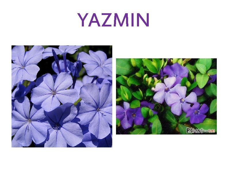 YAZMIN 