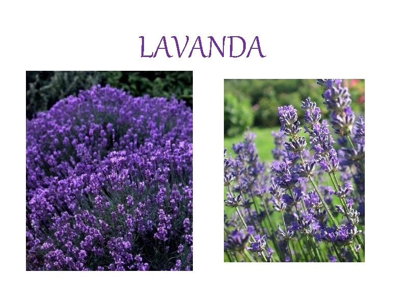 LAVANDA 