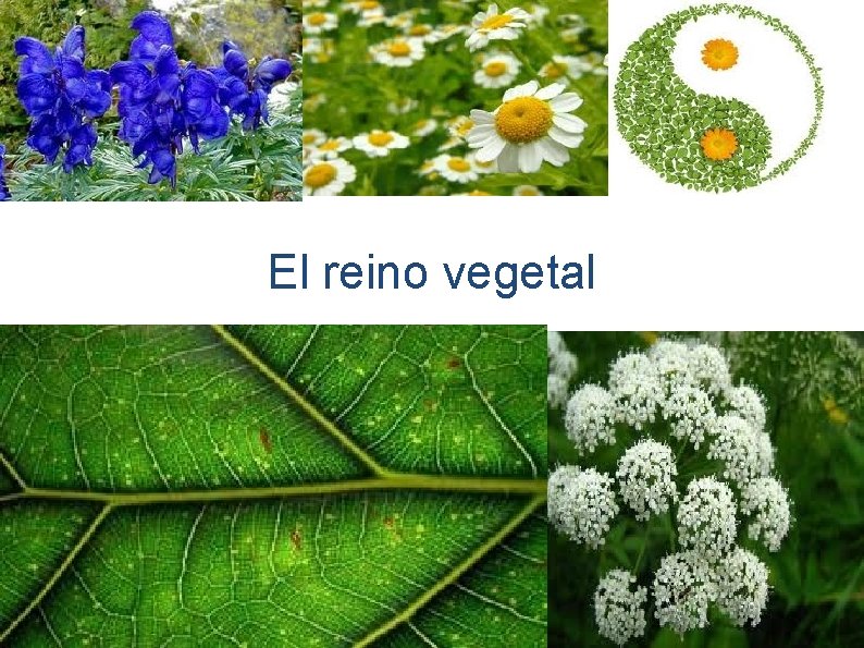 El reino vegetal 