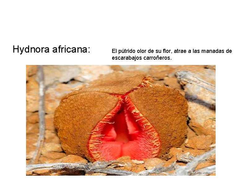 Hydnora africana: El pútrido olor de su flor, atrae a las manadas de escarabajos
