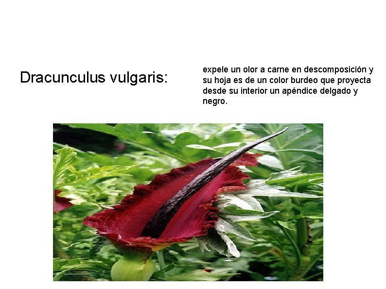 Dracunculus vulgaris: expele un olor a carne en descomposición y su hoja es de