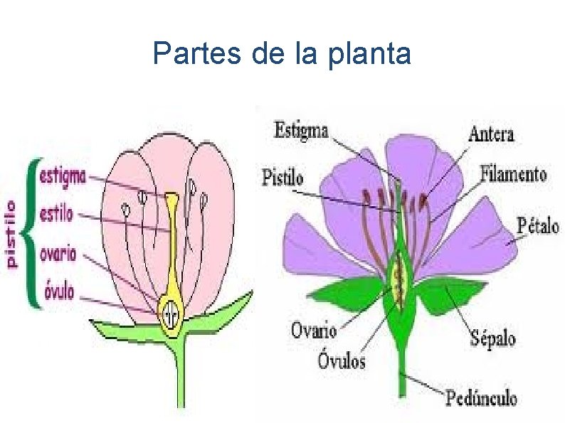 Partes de la planta 