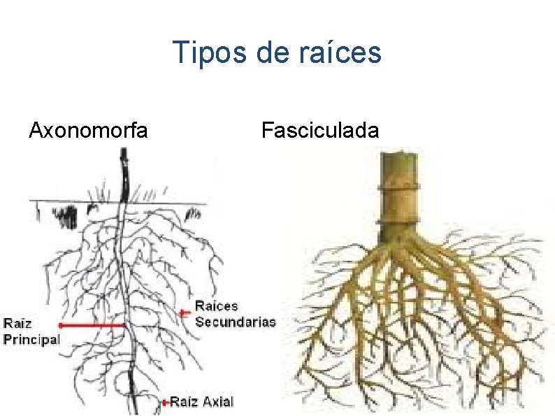 Tipos de raíces Axonomorfa Fasciculada 