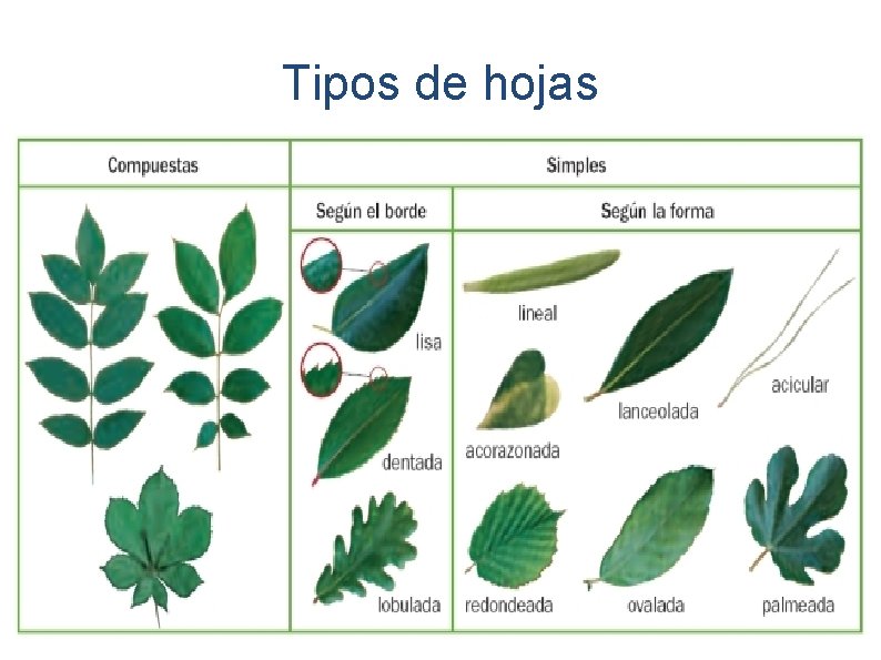 Tipos de hojas 