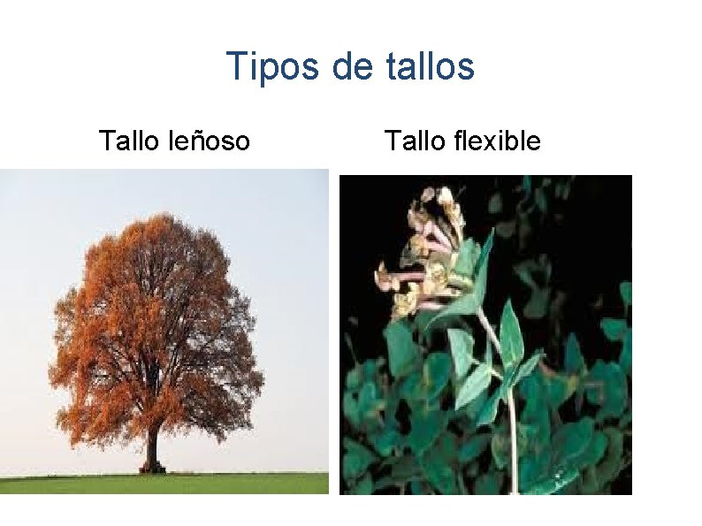 Tipos de tallos Tallo leñoso Tallo flexible 
