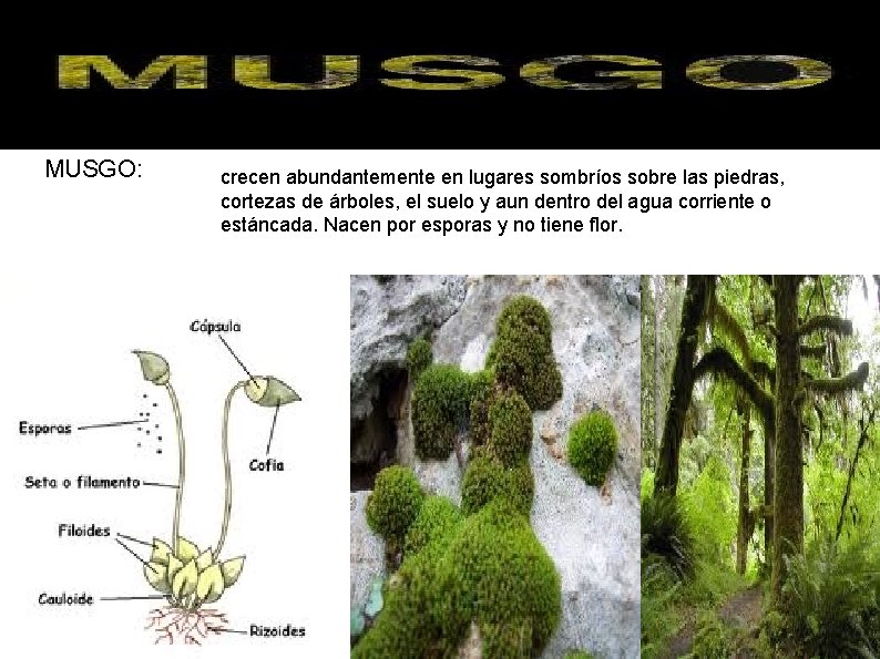 Musgos MUSGO: crecen abundantemente en lugares sombríos sobre las piedras, cortezas de árboles, el