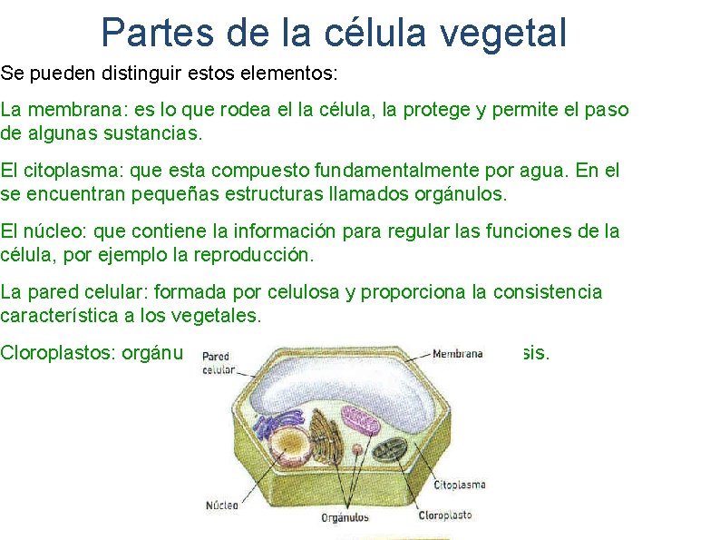 Partes de la célula vegetal Se pueden distinguir estos elementos: La membrana: es lo