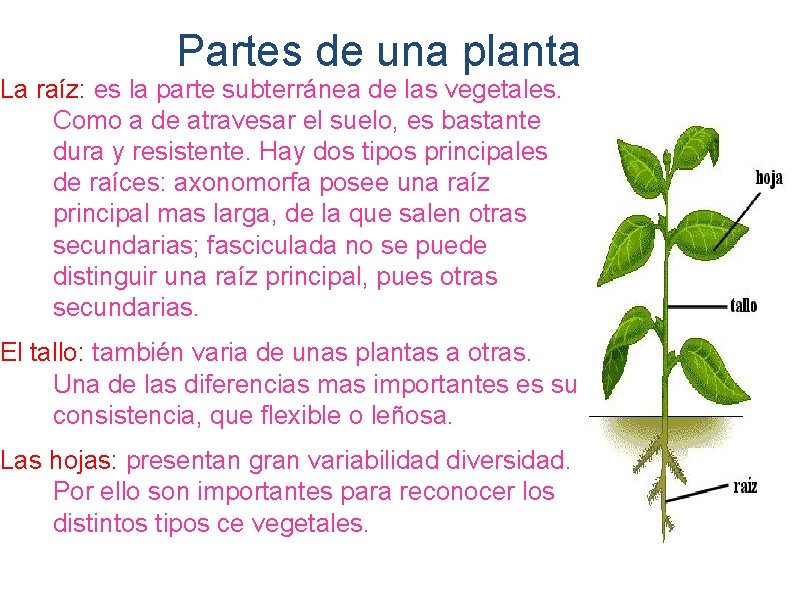 Partes de una planta La raíz: es la parte subterránea de las vegetales. Como