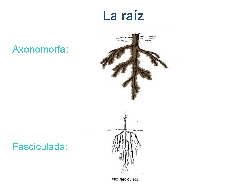 La raíz Axonomorfa: Fasciculada: 