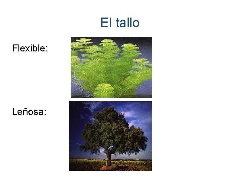 El tallo Flexible: Leñosa: 