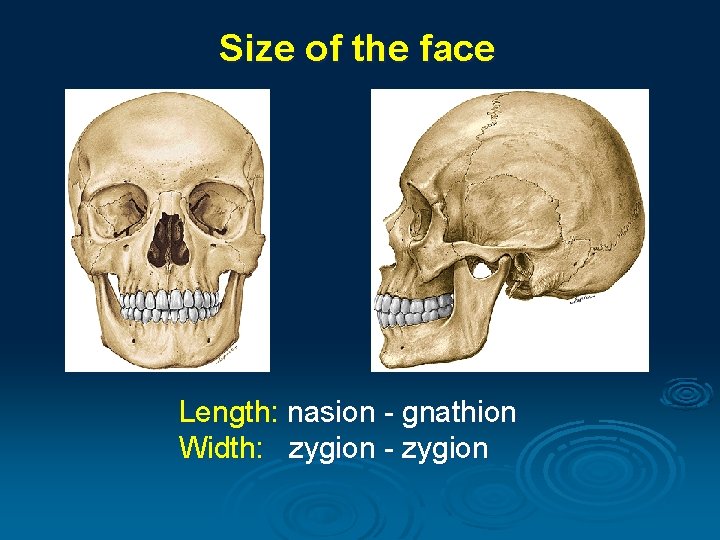 Size of the face Length: nasion - gnathion Width: zygion - zygion 