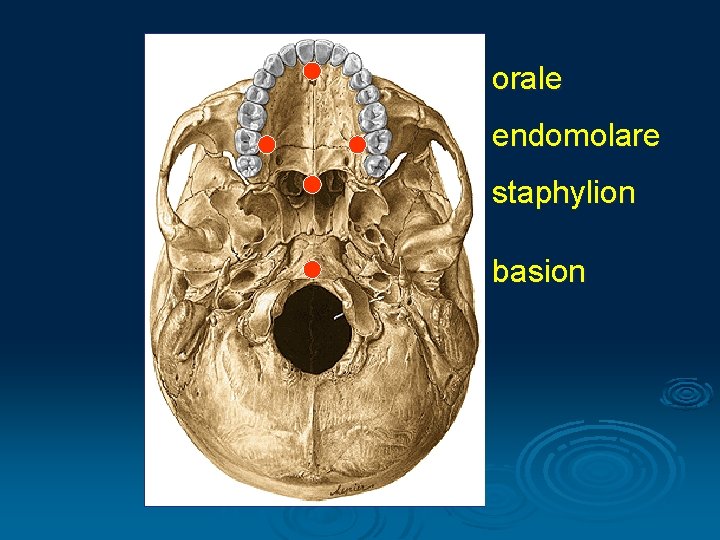 orale endomolare staphylion basion 