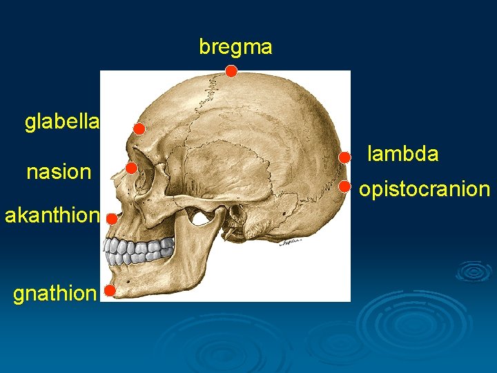 bregma glabella nasion akanthion gnathion lambda opistocranion 