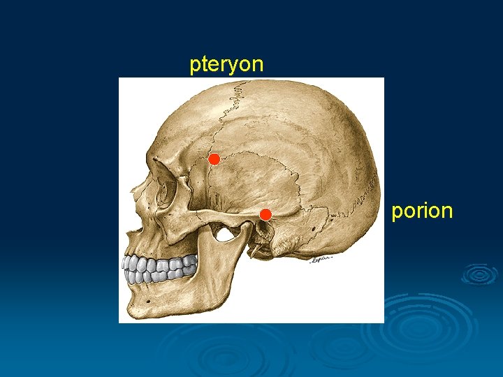 pteryon porion 