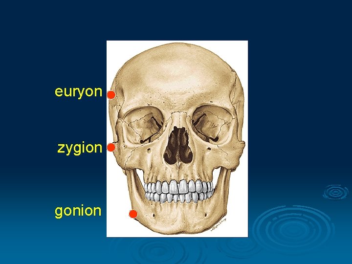 euryon zygion gonion 