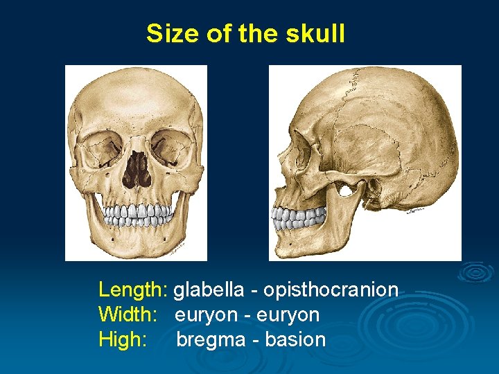 Size of the skull Length: glabella - opisthocranion Width: euryon - euryon High: bregma