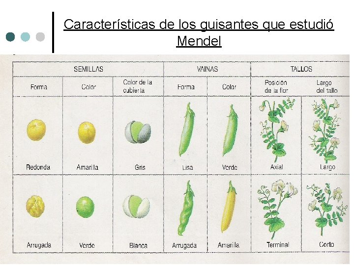 Características de los guisantes que estudió Mendel Características en contraste (fáciles de distinguir) de