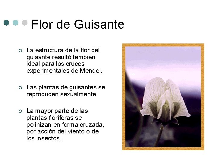 Flor de Guisante ¢ La estructura de la flor del guisante resultó también ideal