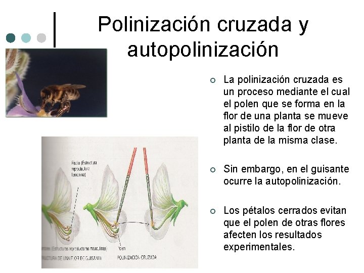 Polinización cruzada y autopolinización ¢ La polinización cruzada es un proceso mediante el cual