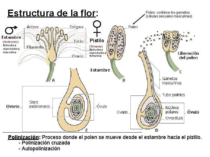 Estructura de la flor: (Androceo) Estructura reproductora masculina. Polen: contiene los gametos (células sexuales