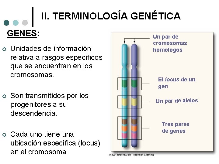  II. TERMINOLOGÍA GENÉTICA GENES: ¢ ¢ ¢ Unidades de información relativa a rasgos