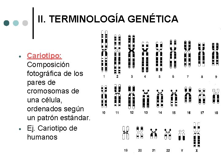 II. TERMINOLOGÍA GENÉTICA Cariotipo: Composición fotográfica de los pares de cromosomas de una célula,