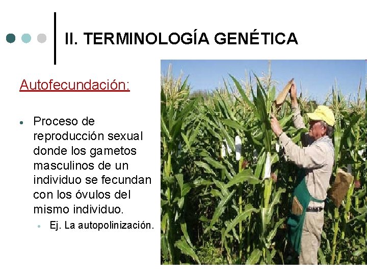 II. TERMINOLOGÍA GENÉTICA Autofecundación: Proceso de reproducción sexual donde los gametos masculinos de un