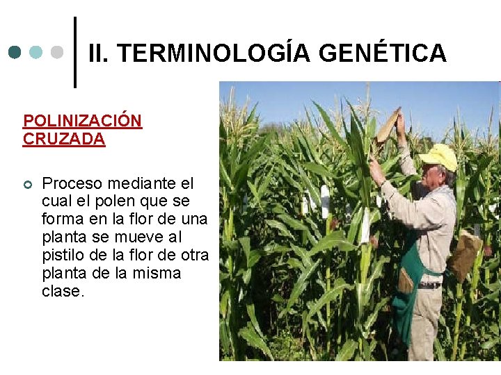 II. TERMINOLOGÍA GENÉTICA POLINIZACIÓN CRUZADA ¢ Proceso mediante el cual el polen que se