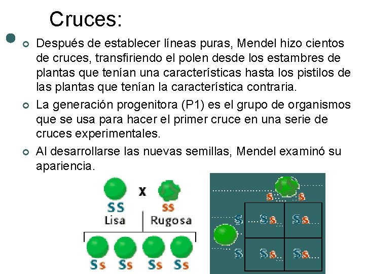 Cruces: ¢ ¢ ¢ Después de establecer líneas puras, Mendel hizo cientos de cruces,