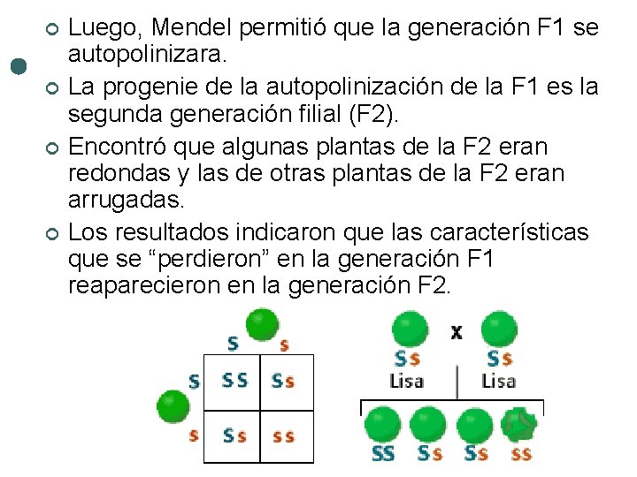 ¢ ¢ Luego, Mendel permitió que la generación F 1 se autopolinizara. La progenie