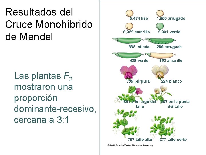 Resultados del Cruce Monohíbrido de Mendel Las plantas F 2 mostraron una proporción dominante-recesivo,