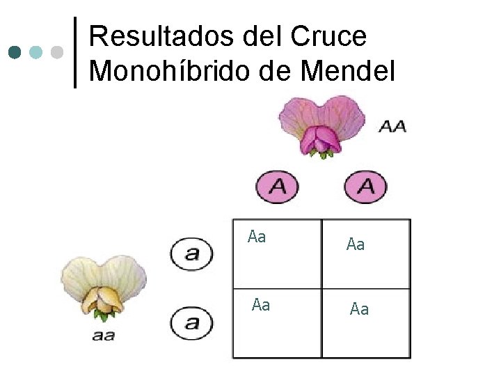 Resultados del Cruce Monohíbrido de Mendel Aa Aa 