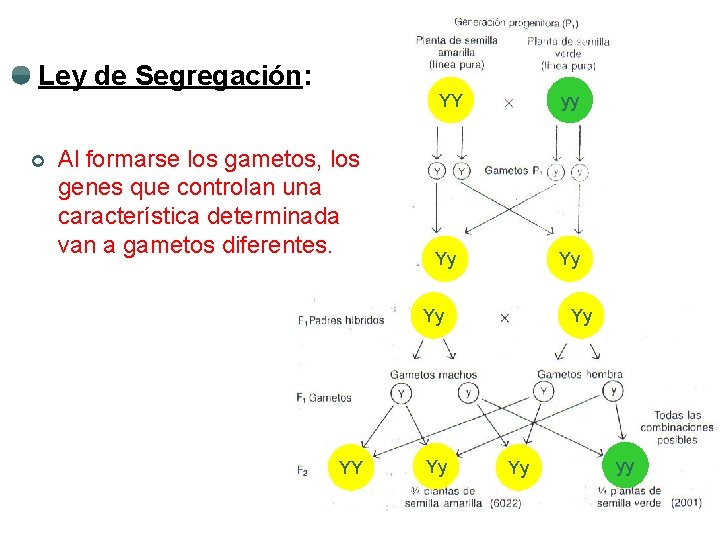 Ley de Segregación: ¢ Al formarse los gametos, los genes que controlan una característica