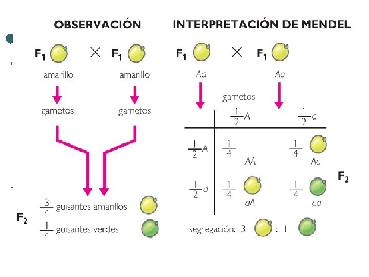La segunda ley 