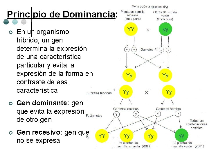 Principio de Dominancia: ¢ En un organismo híbrido, un gen determina la expresión de