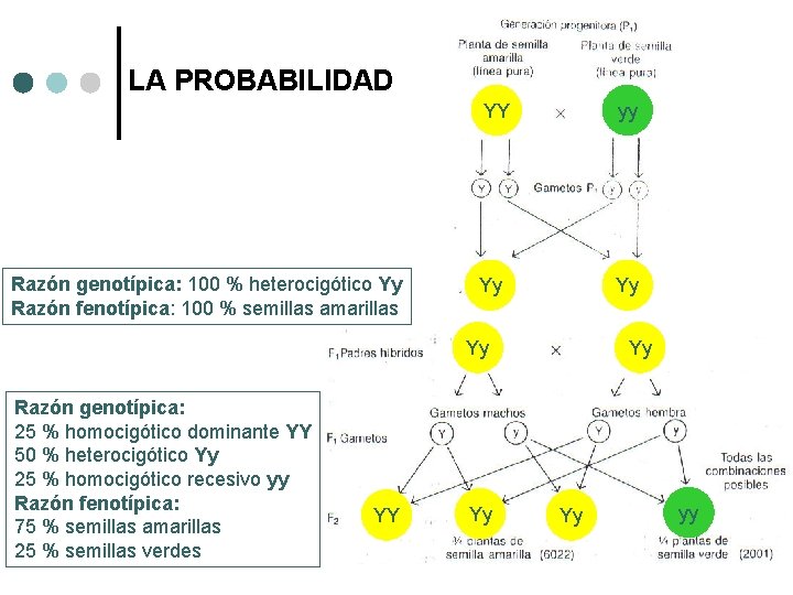 LA PROBABILIDAD Razón genotípica: 100 % heterocigótico Yy Razón fenotípica: 100 % semillas amarillas