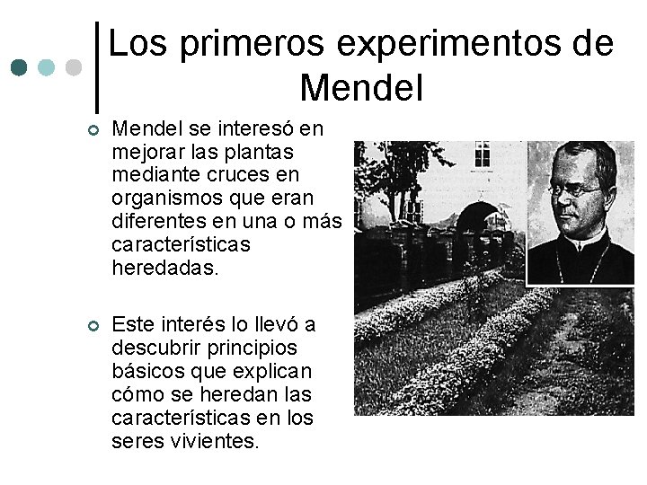 Los primeros experimentos de Mendel ¢ Mendel se interesó en mejorar las plantas mediante