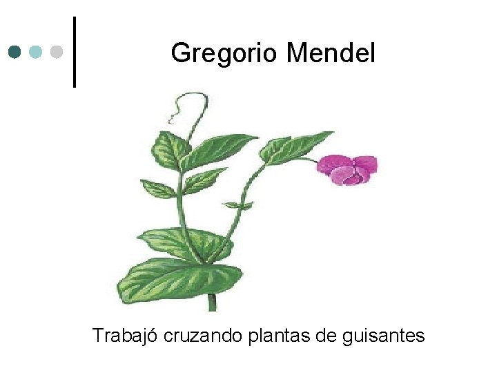 Gregorio Mendel Trabajó cruzando plantas de guisantes 