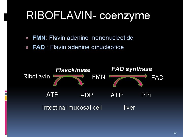  RIBOFLAVIN- coenzyme FMN: Flavin adenine mononucleotide FMN FAD : Flavin adenine dinucleotide FAD