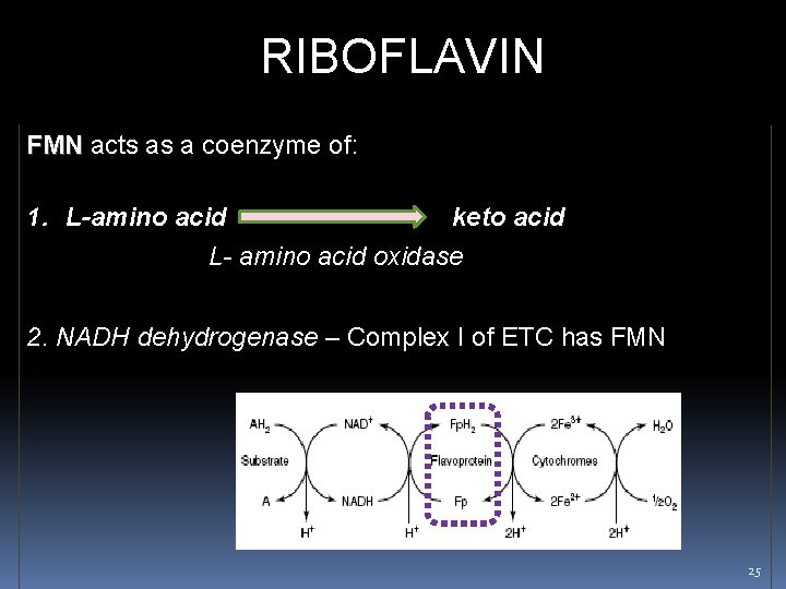  RIBOFLAVIN FMN acts as a coenzyme of: 1. L-amino acid keto acid L-