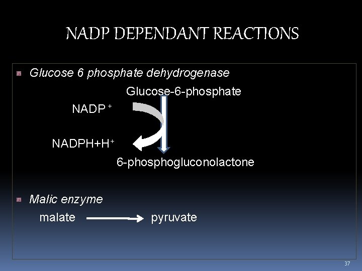 NADP DEPENDANT REACTIONS Glucose 6 phosphate dehydrogenase Glucose-6 -phosphate NADP + NADPH+H+ 6 -phosphogluconolactone