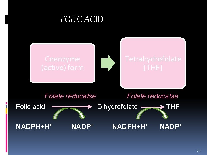 FOLIC ACID Tetrahydrofolate Coenzyme (active) form Folate reducatse Folic acid NADPH+H+ [THF] Folate reducatse