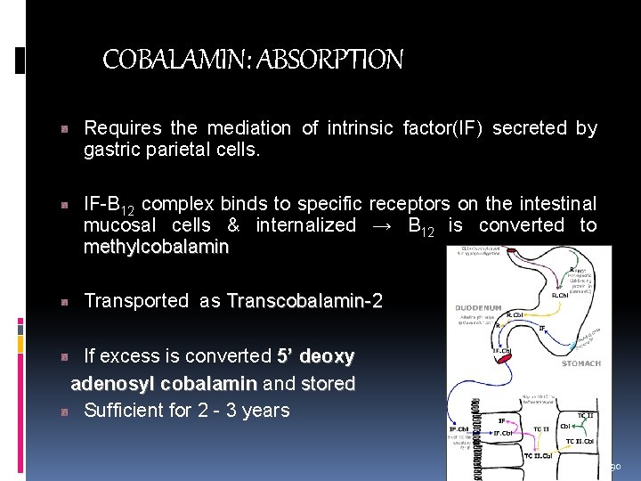 COBALAMIN: ABSORPTION Requires the mediation of intrinsic factor(IF) secreted by gastric parietal cells. IF-B
