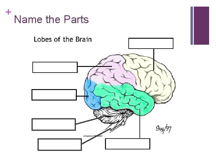 + Name the Parts + Name the Parts