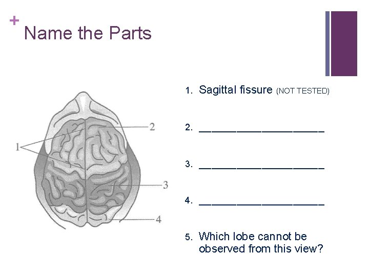 + Name the Parts 1. Sagittal fissure (NOT TESTED) 2. __________ 3. __________ 4. + Name the Parts 1. Sagittal fissure (NOT TESTED) 2. __________ 3. __________ 4.